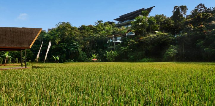 merbau-villa-paddy-field-2