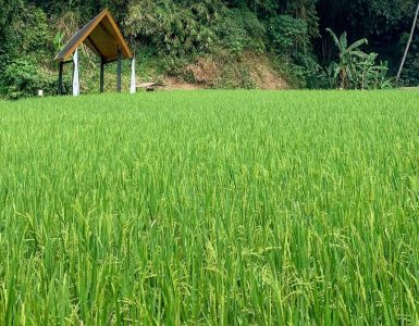 pullman-ciawi-vimala-hills-mendapatkan-sertifikasi-green-globe-dalam-perjalanan-keberlanjutan-yang-berkelanjutan