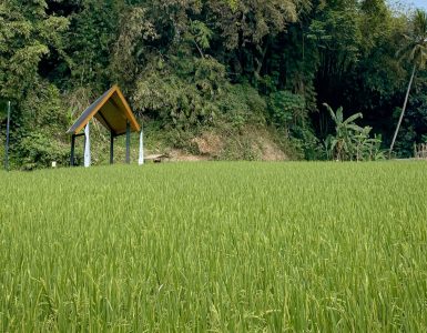 rediscover-nature-in-style-at-pullman-ciawi